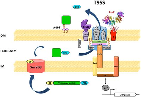 porzof|PorZ, an Essential Component of the Type IX Secretion System .